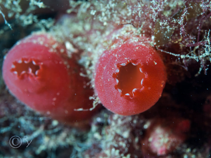 Ascidia mentula -- red sea squirt