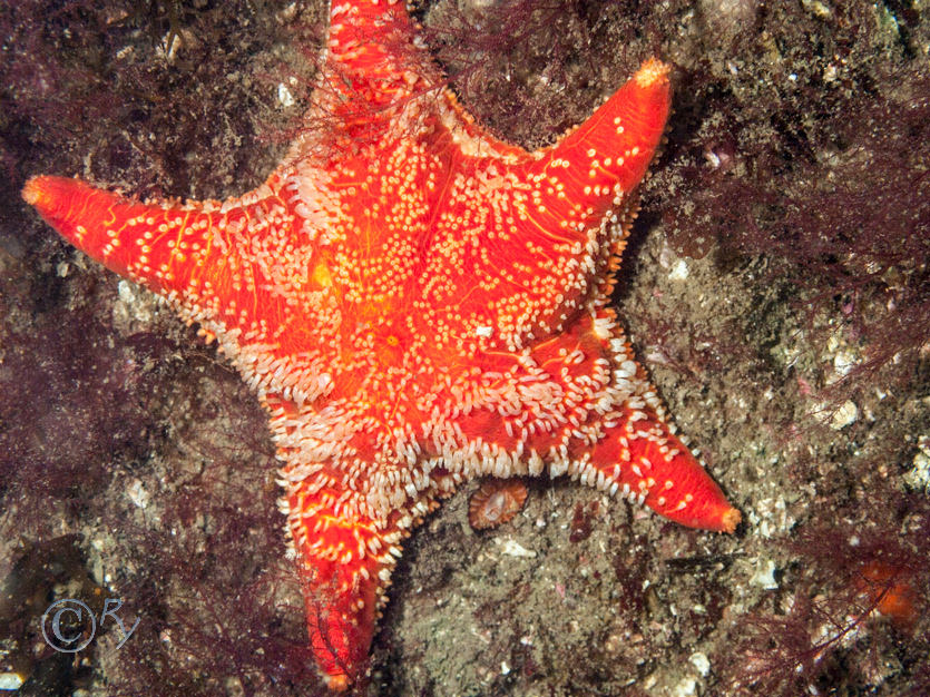 Porania pulvillus -- red cushion star