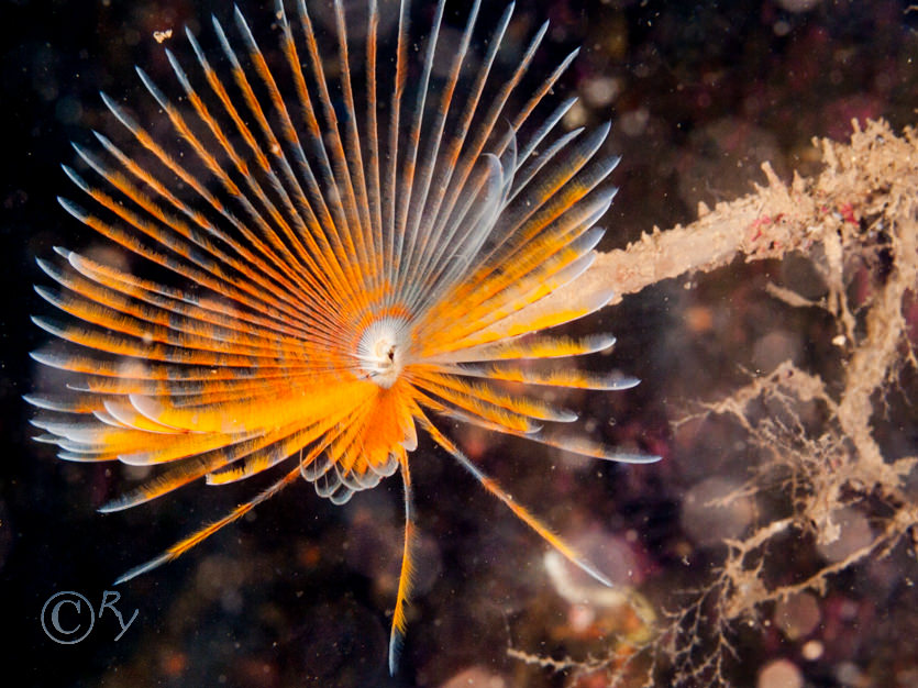 Sabella pavonina -- peacock worm