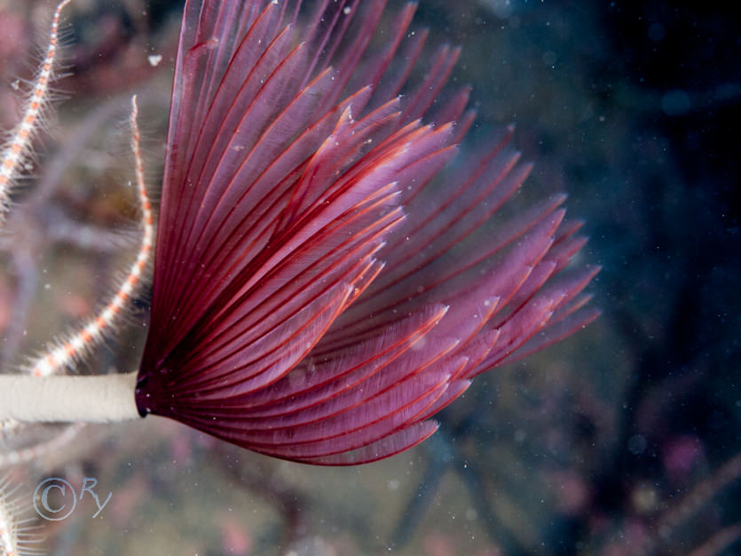 Sabella pavonina -- peacock worm