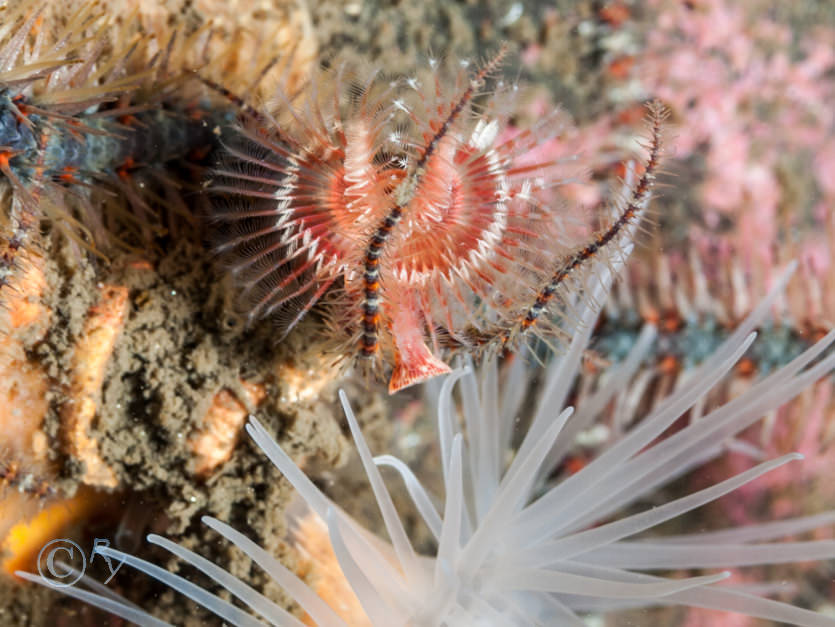 Serpula vermicularis -- organ pipe worm  red fan worm