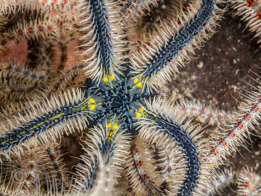 Ophiothrix fragilis -- common brittlestar