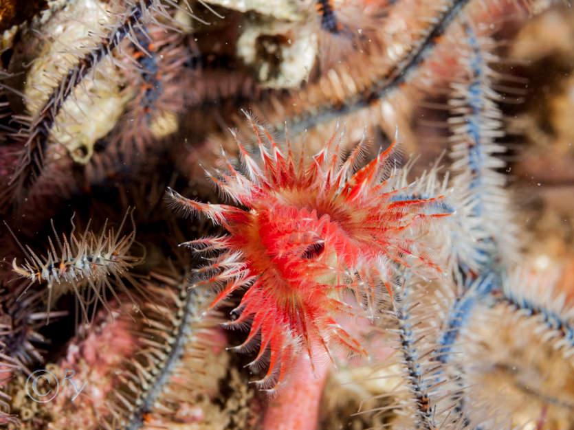 Ophiothrix fragilis -- common brittlestar, Serpula vermicularis -- organ pipe worm  red fan worm