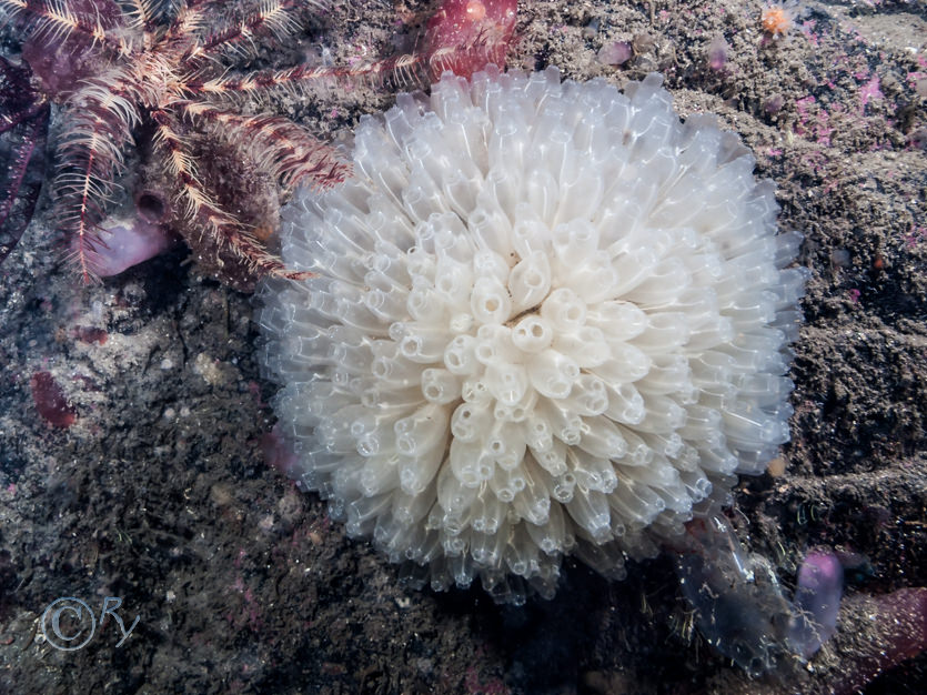 Antedon bifida -- common feather star, Diazona violacea -- football sea squirt