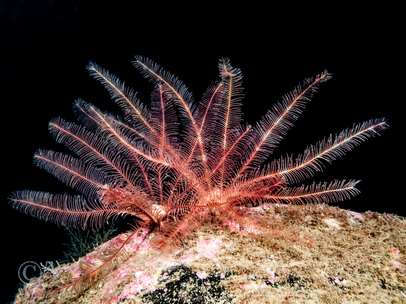 Antedon bifida -- common feather star