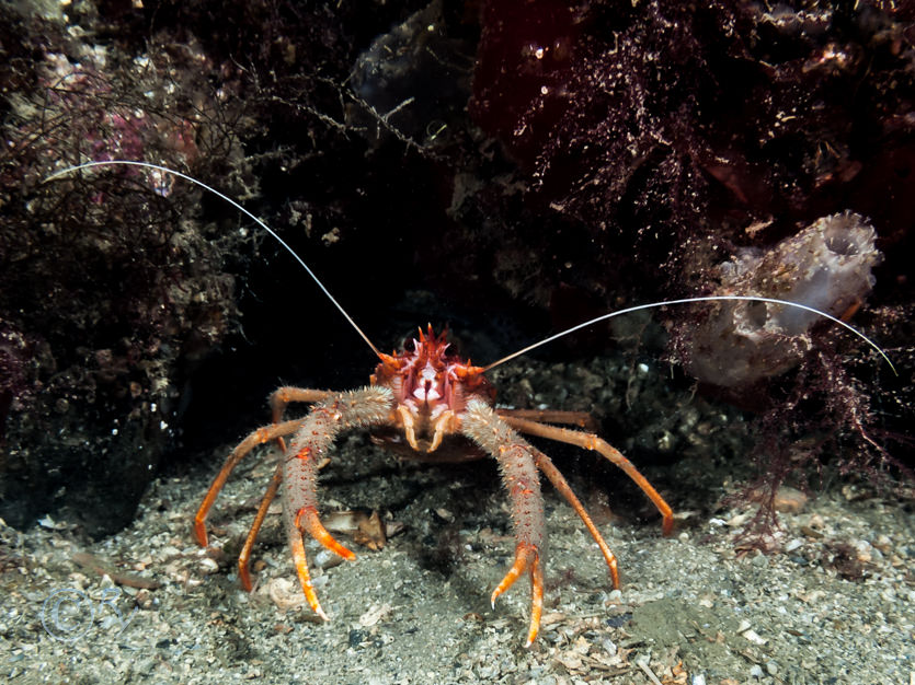 Ascidiella aspersa -- fluted sea squirt, Munida rugosa -- long clawed squat lobster