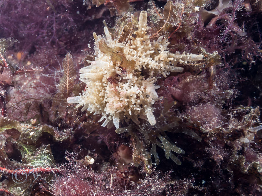 Delesseria sanguinea -- sea beech, Leucosolenia complicata