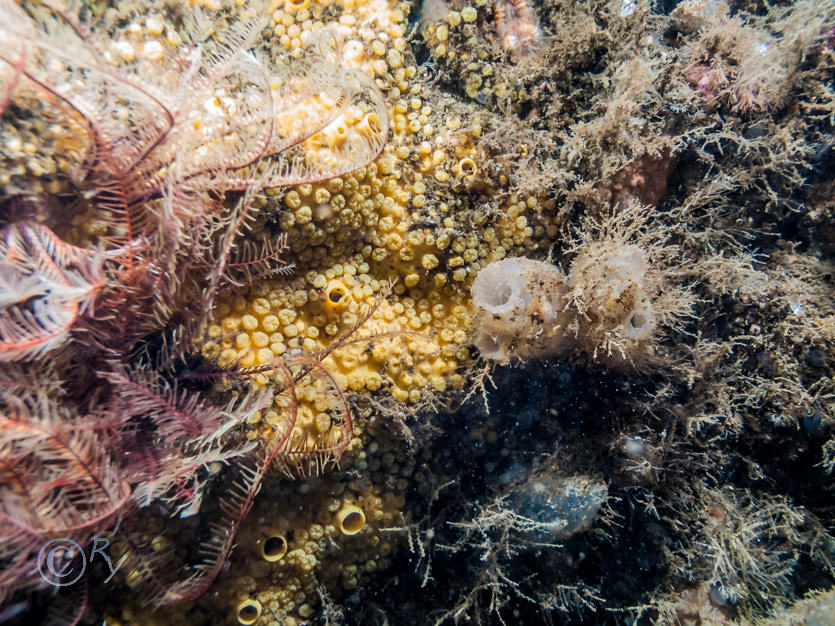 Antedon bifida -- common feather star, Ascidiella aspersa -- fluted sea squirt, Cliona celata -- boring sponge