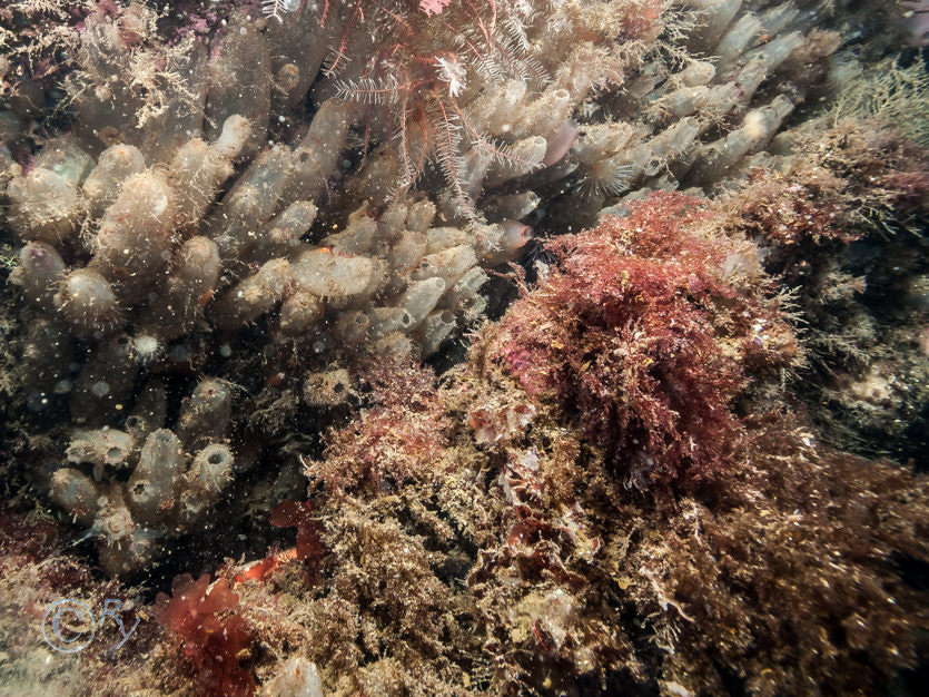 Ascidiella aspersa -- fluted sea squirt