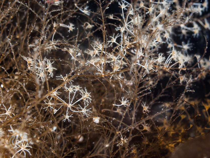 Baby feather stars