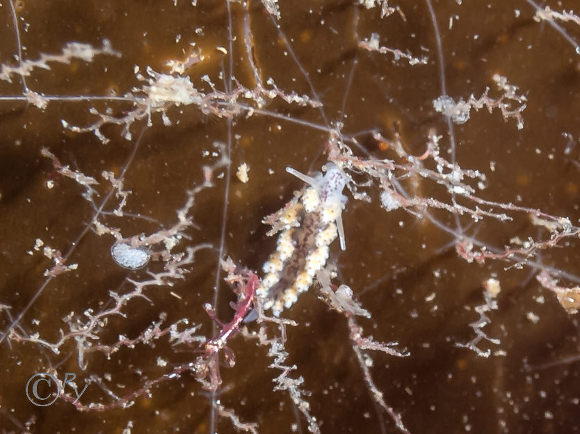 Doto coronata, Obelia geniculata -- kelp fur