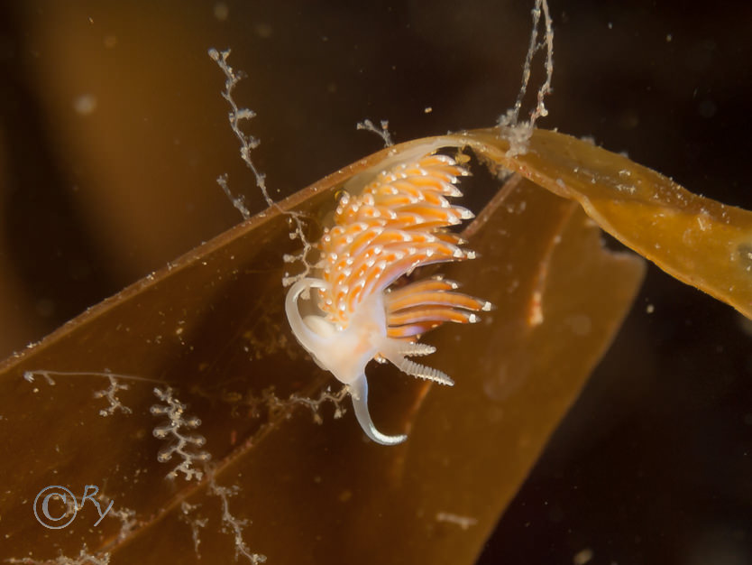 Coryphella verrucosa