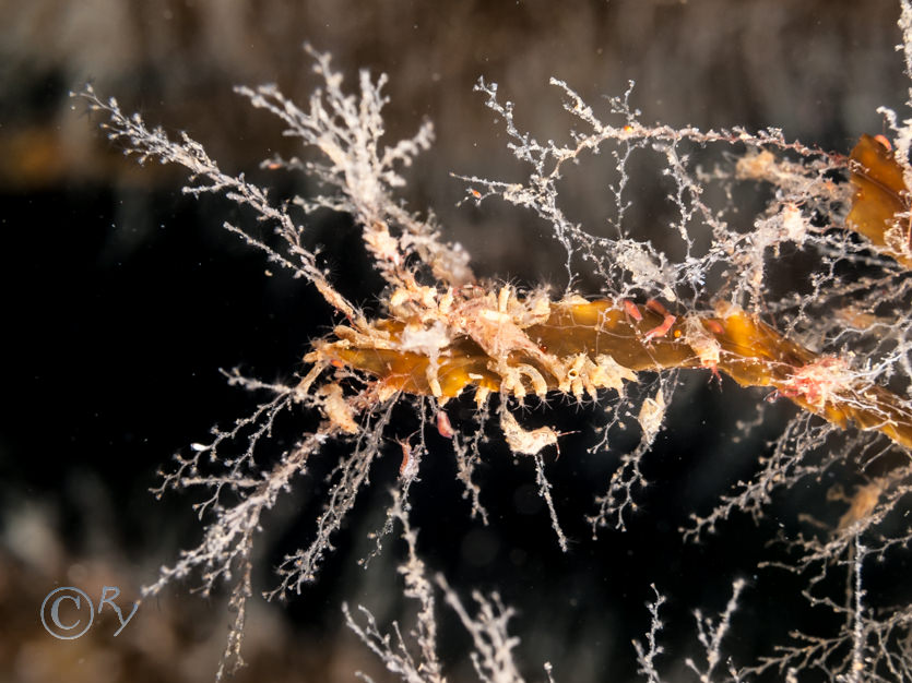 Amphipods in tubes, Obelia geniculata -- kelp fur
