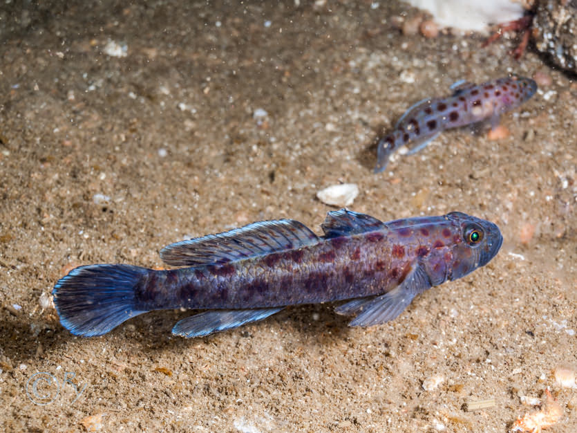 Thorogobius ephippiatus -- leopard-spotted goby