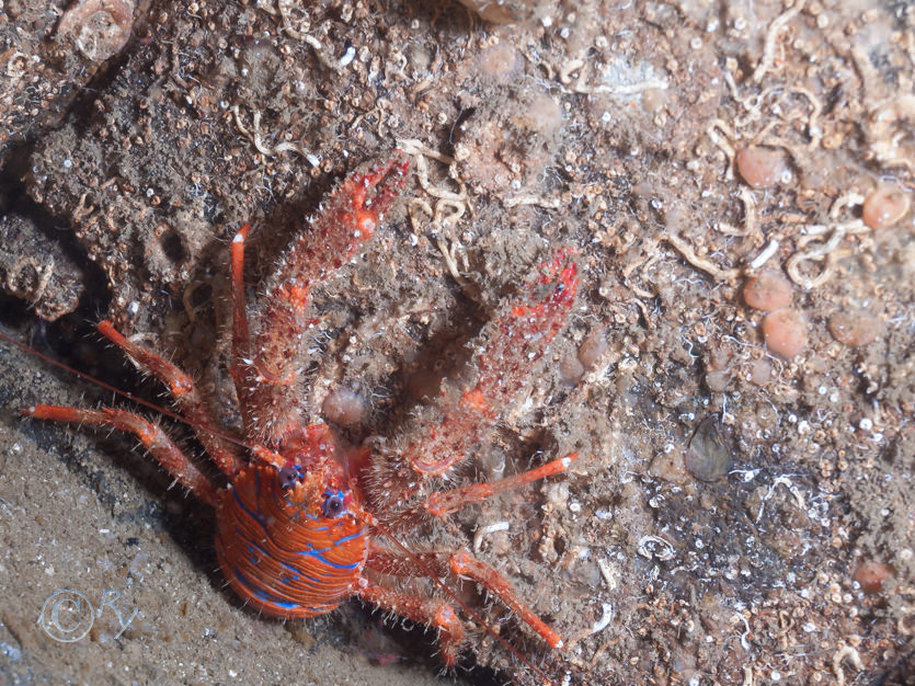 Galathea strigosa -- spiny squat lobster