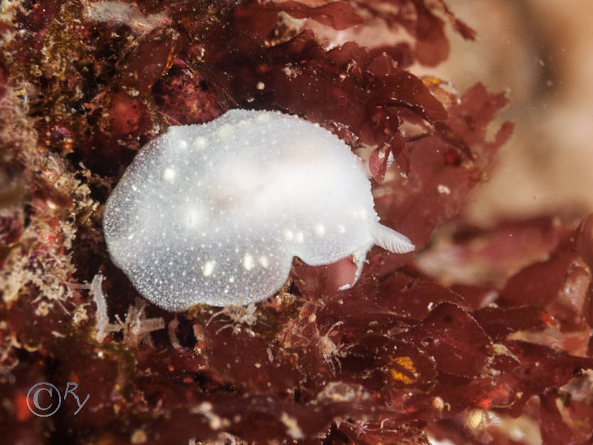 Cadlina laevis