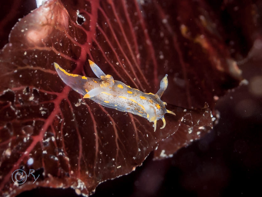 Delesseria sanguinea -- sea beech, Polycera quadrilineata