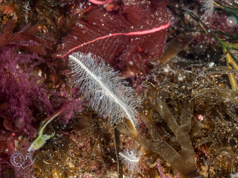 Delesseria sanguinea -- sea beech, Dictyota dichotoma -- brown fan weed, Kirchenpaueria pinnata