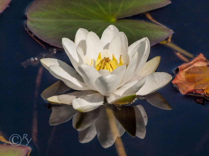 White Water Lily - Nymphaea alba