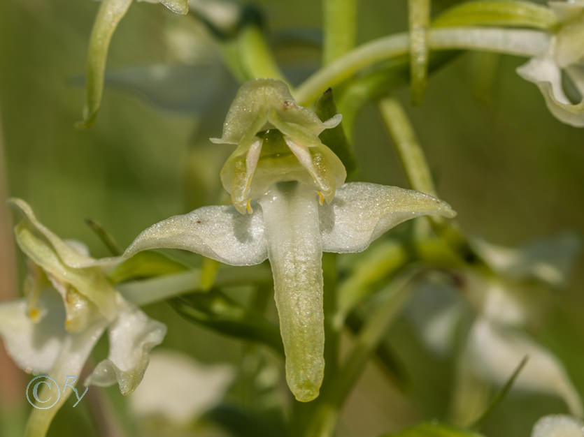 Greater Butterfly Orchid - Platanthera chlorantha