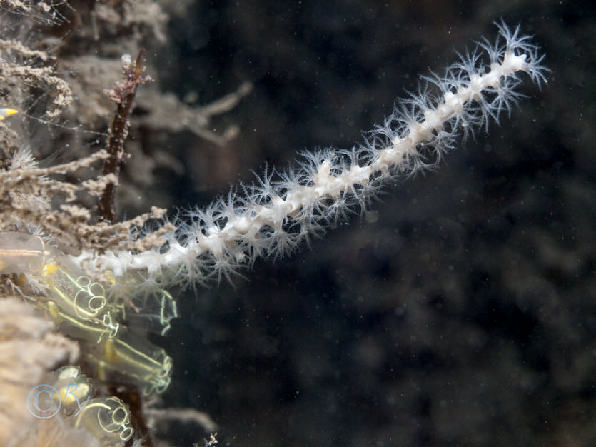 Swiftia pallida -- northern sea fan