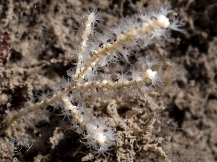 Swiftia pallida -- northern sea fan