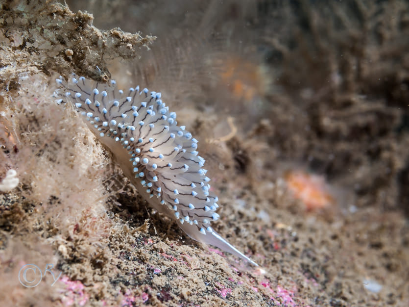 Janolus cristatus -- crystal sea slug