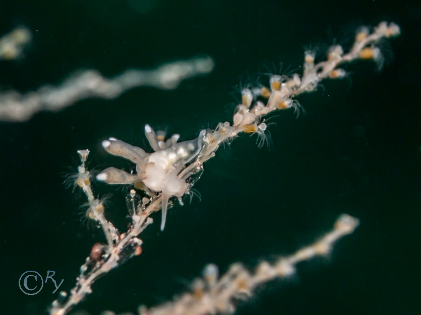 Eubranchus pallidus, Obelia geniculata -- kelp fur