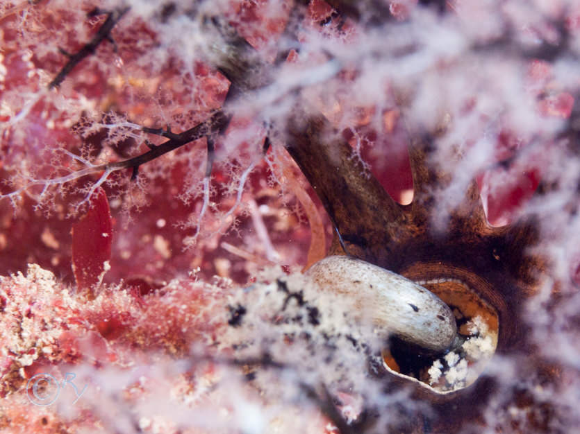 Sea cucumber 'sucking' tentacle