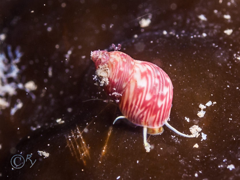 Tricolia pullus - Pheasant Shell