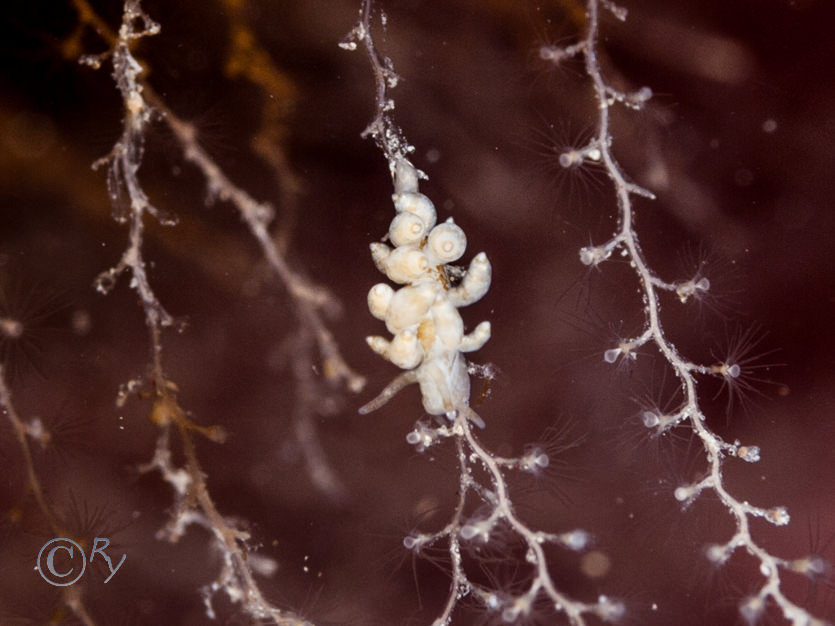 Eubranchus exiguus, Obelia geniculata -- kelp fur