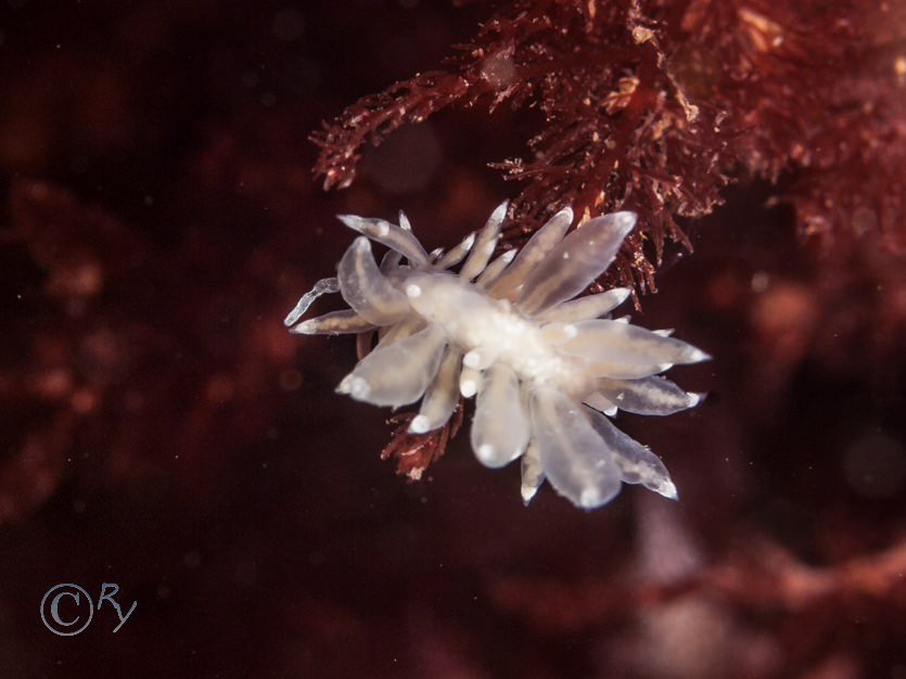 Eubranchus pallidus