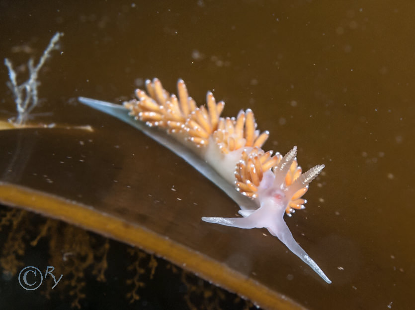 Coryphella verrucosa