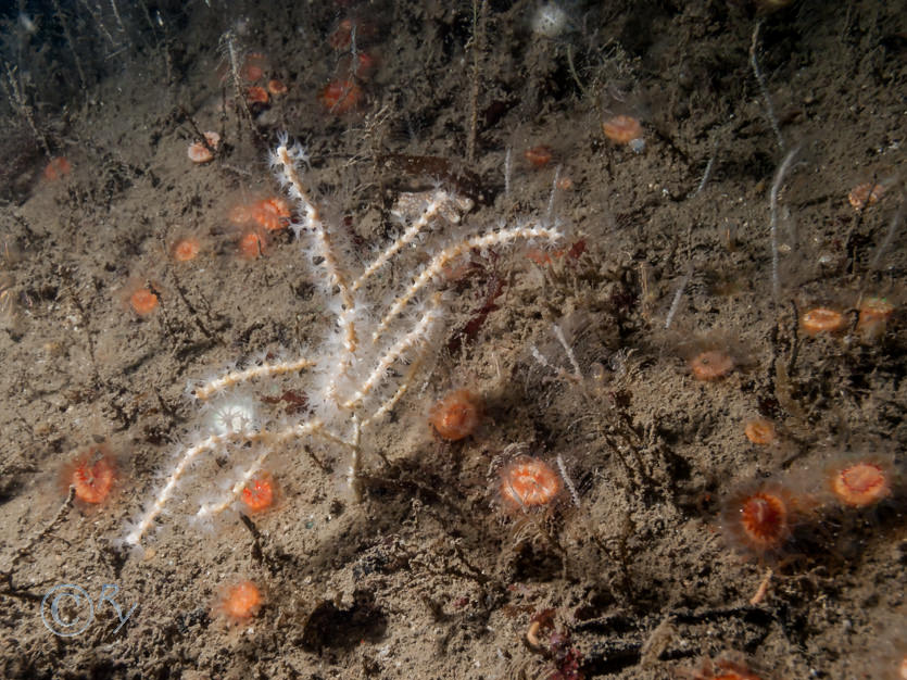 Caryophyllia smithii -- Devonshire cup-coral, Kirchenpaueria pinnata, Swiftia pallida -- northern sea fan