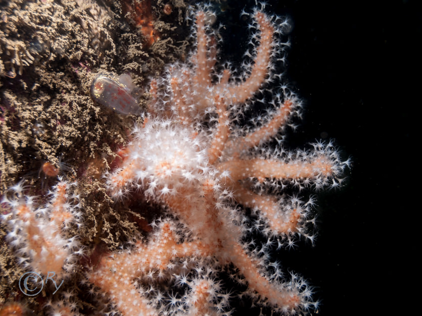 Alcyonium glomeratum -- red fingers