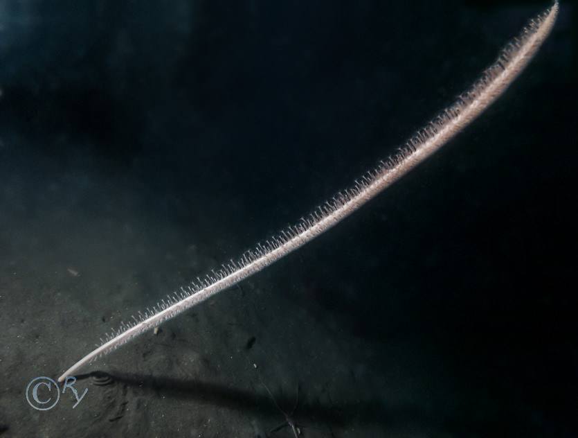 Funiculina quadrangularis -- tall sea pen