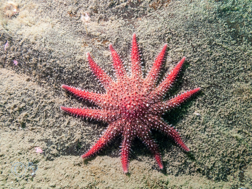 Crossaster papposus -- common sunstar