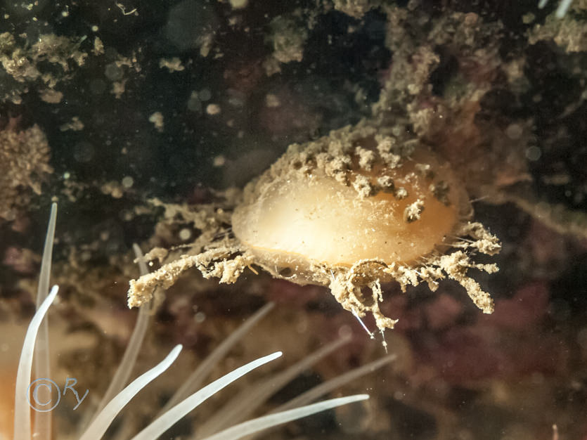 Terebratulina retusa -- lamp shell brachiopod