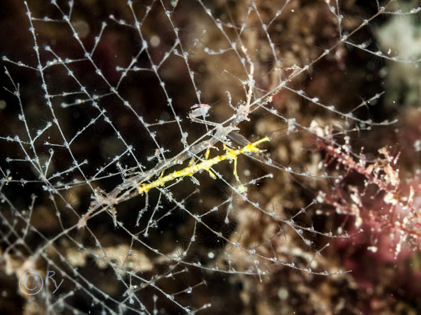 Caprellidae -- skeleton shrimps, Halopteris catharina