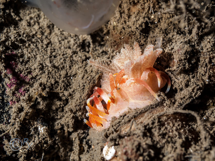 Okenia elegans -- elegant sea slug