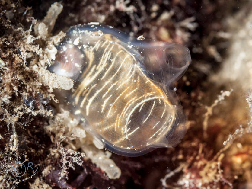 Corella parallelogramma -- gas mantle sea squirt  toby jug sea squirt