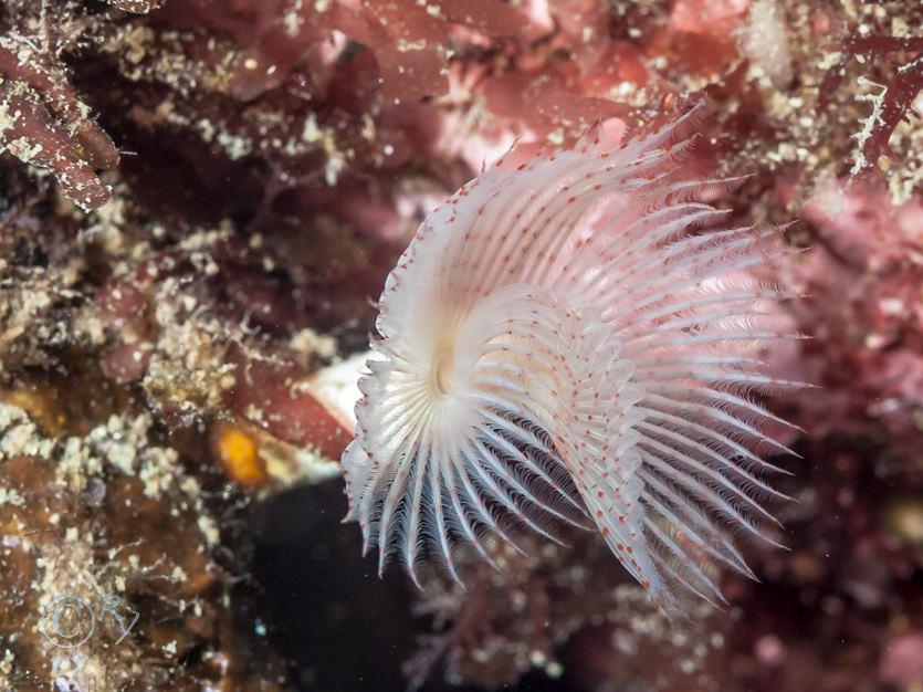 Protula tubularia