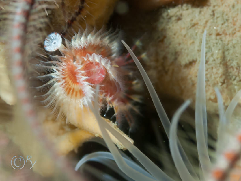 Serpula vermicularis -- organ pipe worm  red fan worm