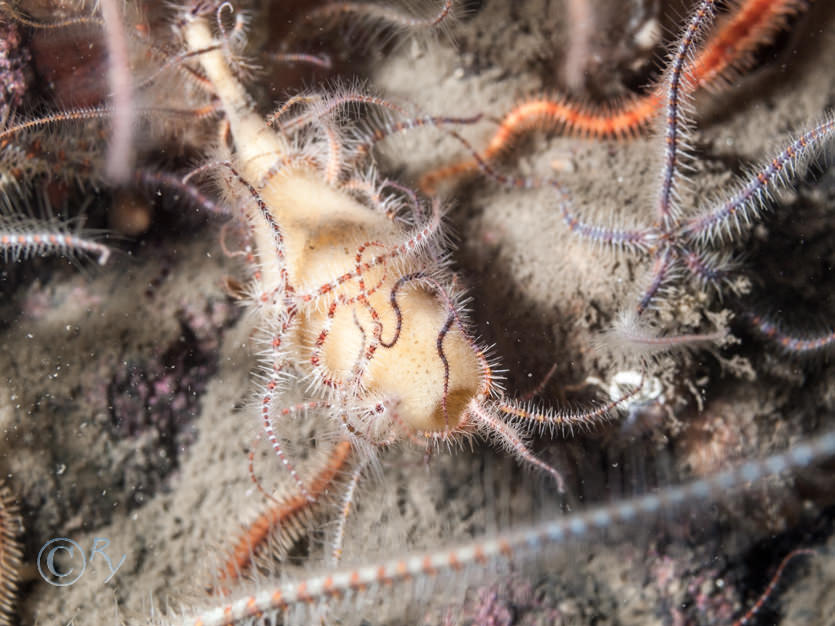 Haliclona urceolus -- stalked tube sponge, Ophiothrix fragilis -- common brittlestar