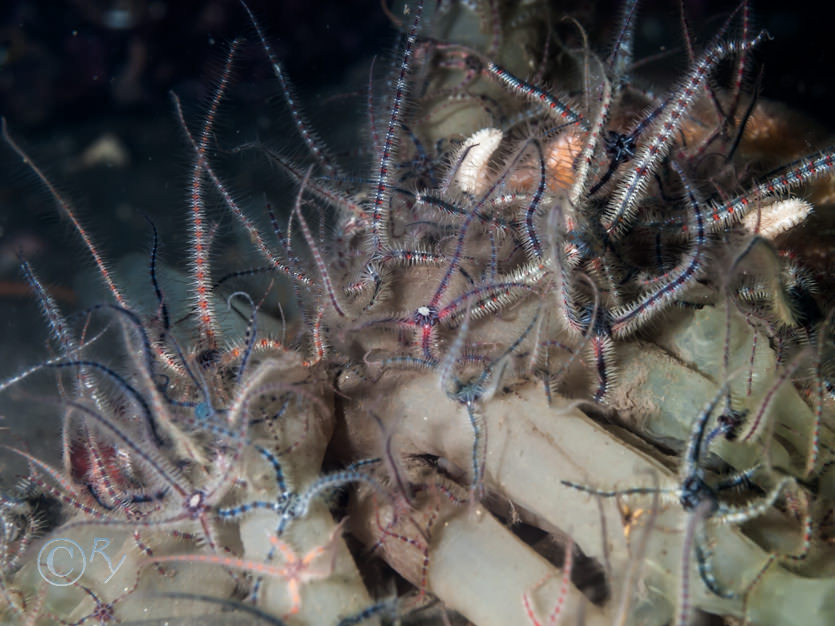 Ciona intestinalis -- yellow ringed sea squirt, Ophiothrix fragilis -- common brittlestar