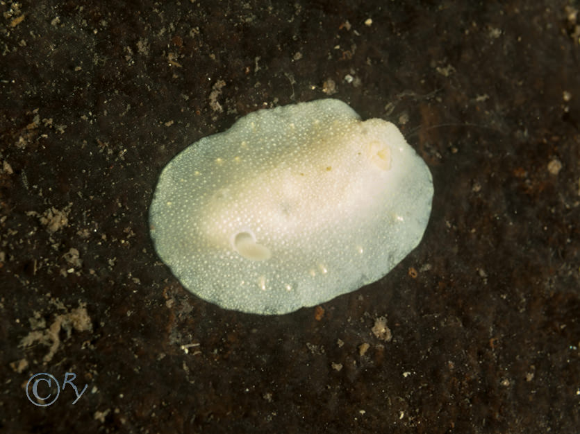 Cadlina laevis