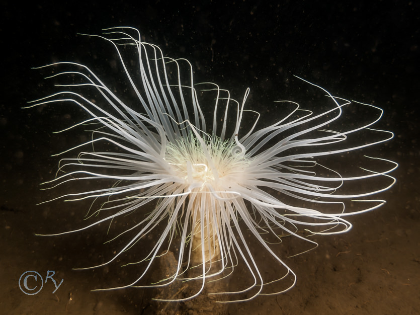 Pachycerianthus multiplicatus -- fireworks anemone