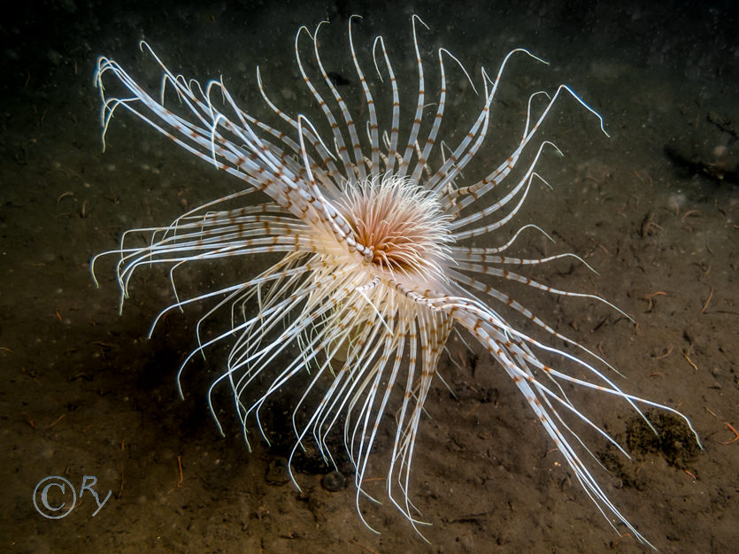 Pachycerianthus multiplicatus -- fireworks anemone