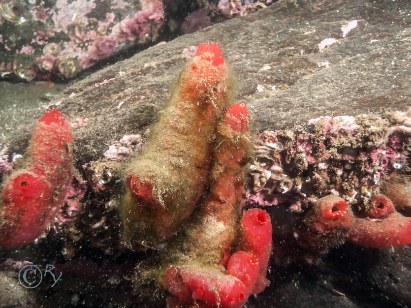 Ascidia mentula -- red sea squirt