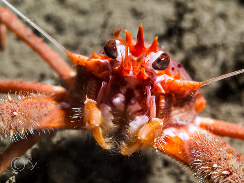 Munida rugosa -- long clawed squat lobster